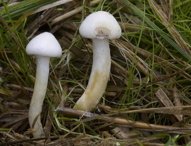 Stropharia albonitens